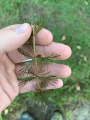 Myriophyllum triphyllum