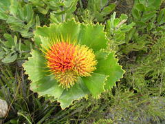 Leucospermum mundii
