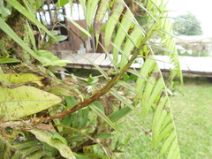 Maxillaria graminifolia