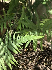 Deparia petersenii