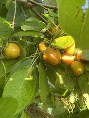 Diospyros virginiana