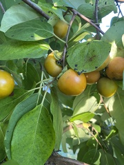 Diospyros virginiana