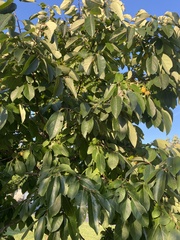 Diospyros virginiana