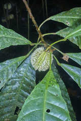 Carpotroche platyptera