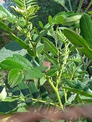 Parrhasius moctezuma