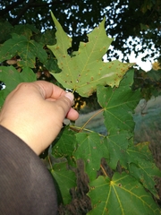 Dasineura communis