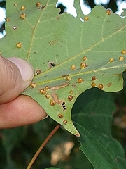 Dasineura communis