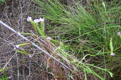 Pseudoselago caerulescens