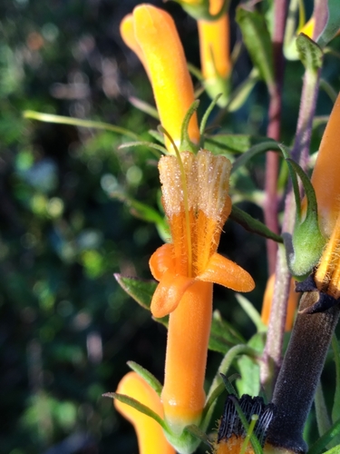Image of Macranthera flammea by (c) Scott Ward, some rights reserved (CC BY)