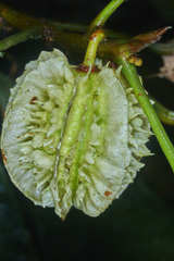Carpotroche platyptera