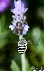 Anthophora marginata
