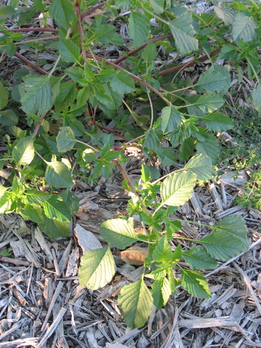 Amaranthus palmeri iNat (3)