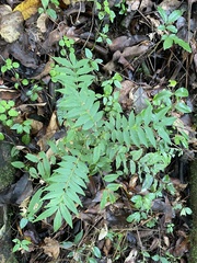 Zanthoxylum martinicense