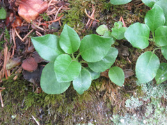 Orthilia secunda
