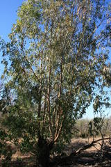 Eucalyptus grandis