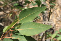 Eucalyptus grandis