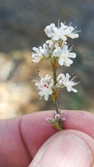 Eriogonum wrightii oresbium