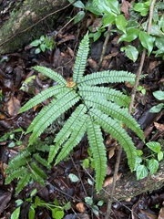Adiantum pyramidale
