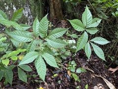 Allophylus racemosus