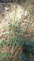 Eriogonum wrightii oresbium