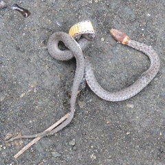 Storeria occipitomaculata obscura