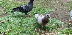 Columba livia domestica