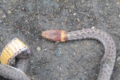 Storeria occipitomaculata obscura