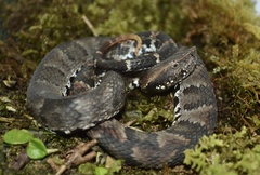 Bothrocophias microphthalmus