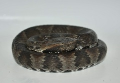Bothrocophias microphthalmus