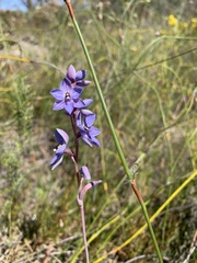 Thelymitra campanulata