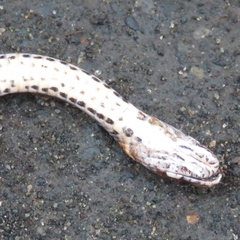 Storeria occipitomaculata obscura