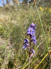 Thelymitra campanulata