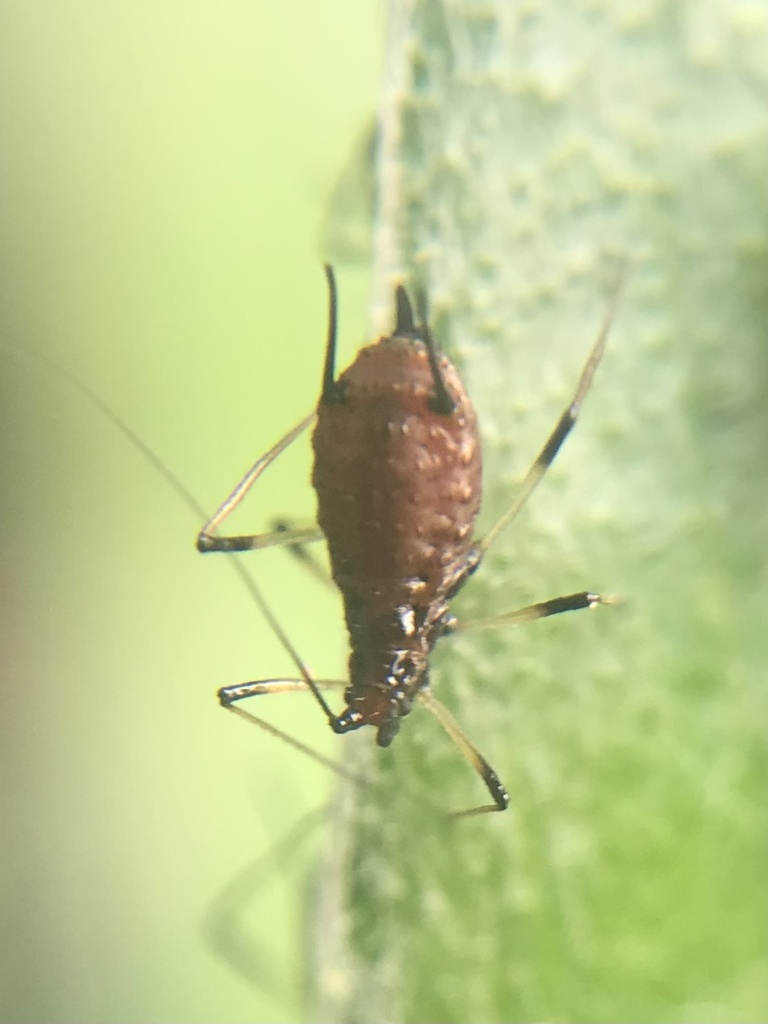 Mountain Cornflower Aphid