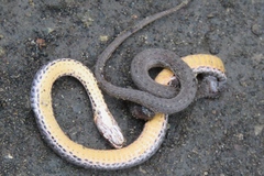 Storeria occipitomaculata obscura