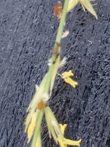 Image of Bouteloua uniflora by (c) Jo Roberts, some rights reserved (CC BY)