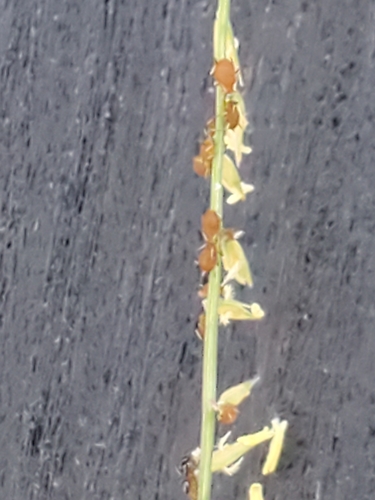 Image of Bouteloua uniflora by (c) Jo Roberts, some rights reserved (CC BY)