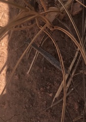 Yersiniops solitarius