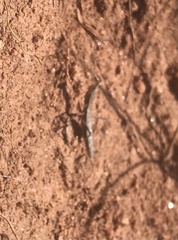 Yersiniops solitarius