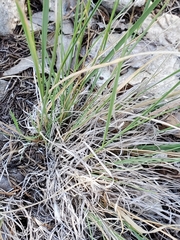 Bouteloua uniflora