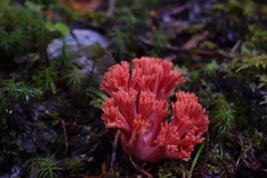 Ramaria araiospora