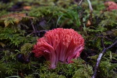 Ramaria araiospora