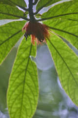 Columnea purpurata