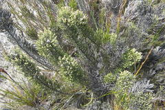 Dolichothrix ericoides