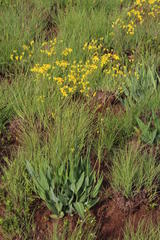 Senecio glaberrimus