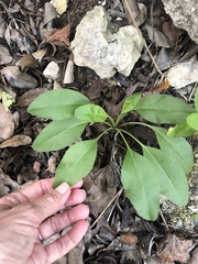 Salvia pentstemonoides