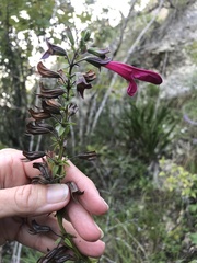 Salvia pentstemonoides