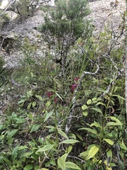 Salvia pentstemonoides