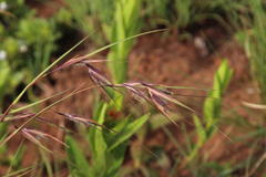Themeda triandra