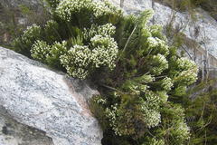 Dolichothrix ericoides