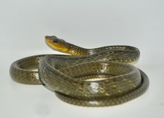 Chironius multiventris